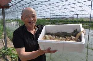 田螺养殖 产量(山东省胶州市：大棚养对虾 有“钱”景更有前景)