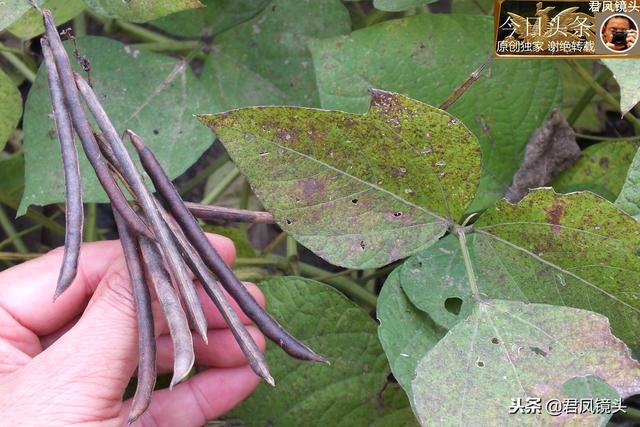 湖北宜昌：农民采收竹豆，酷似绿豆；野生豆子，无需种植