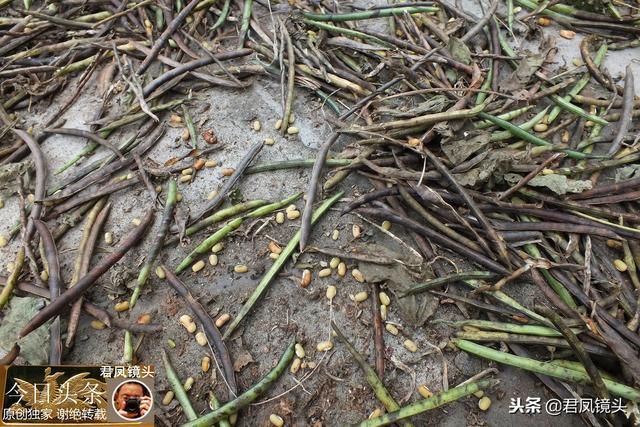 湖北宜昌：农民采收竹豆，酷似绿豆；野生豆子，无需种植