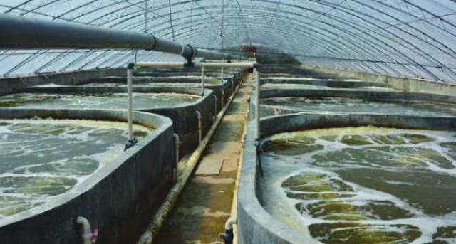 针对高密度养殖的加州鲈塘口，亚硝酸盐超标你会怎么做？