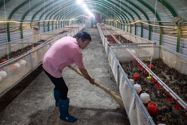 辉县这个山村光伏发电板间藏个大型珍珠鸡养殖场