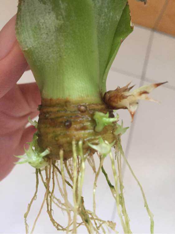 菠萝头”别扔，水里泡2天，种花盆里，想摘就摘，酸甜可口。