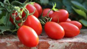 小番茄的种子怎么种植(西红柿种子如何进行浸种和消毒？6种方法任您选，但有一种很特殊)