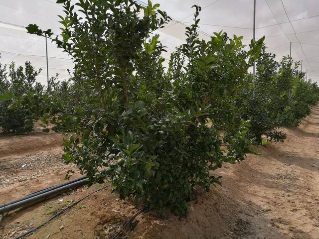 八张图片四个柑橘果场，感受接地气的西班牙农业风情