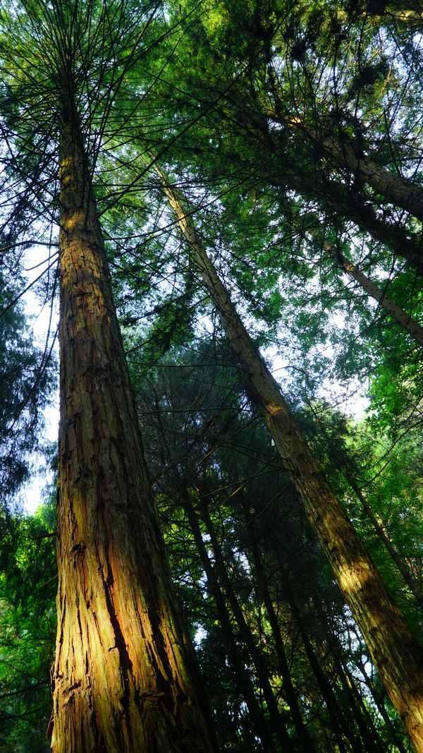 贵州黎平：九棵北美红杉背后的故事