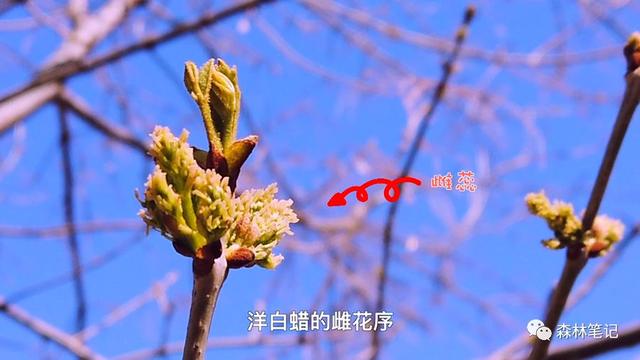 布瓜的物候日课Vlog 第3期（4月1-3日）香椿、臭椿、洋白蜡雌雄花序…