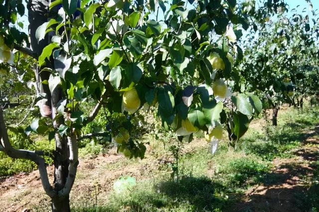 梨树高产栽培管理技术