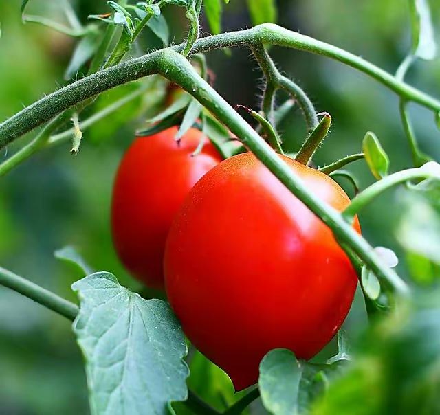 一个小番茄，扔花盆里，长出一大棵，结的番茄全家吃不完