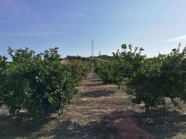 八张图片四个柑橘果场，感受接地气的西班牙农业风情