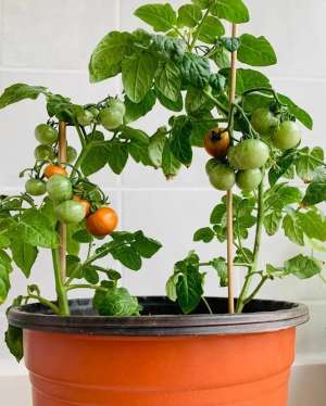 盆栽圣女果种植时间(一个小番茄，扔花盆里，长出一大棵，结的番茄全家吃不完)