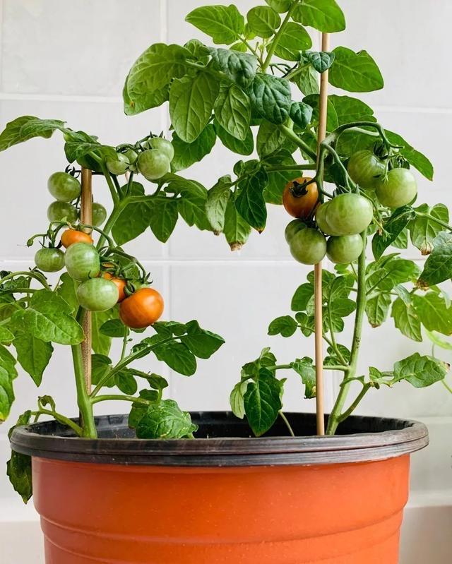 一个小番茄，扔花盆里，长出一大棵，结的番茄全家吃不完