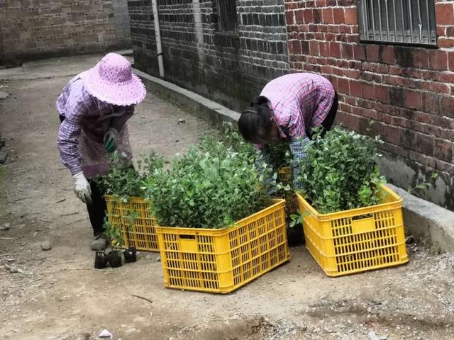 我用蔓荆子苗做扶贫，桂平市发展蔓荆子药材种植区