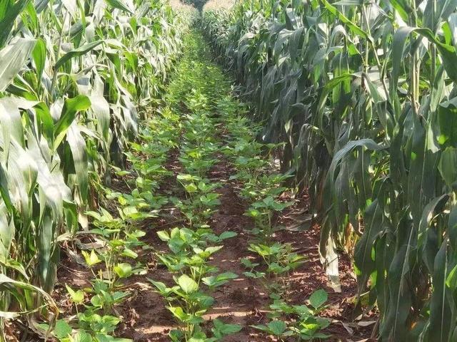 “玉米不减产，多收一季豆”带状复合种植有多好？难怪要大力推广