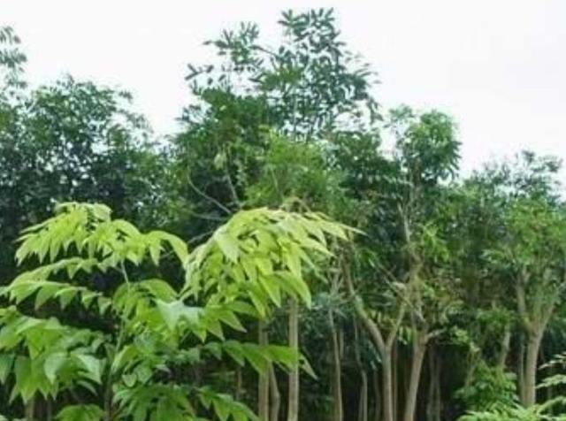 黄花梨又称海南黄檀木，这样珍贵的木材，农村为什么不种植呢？