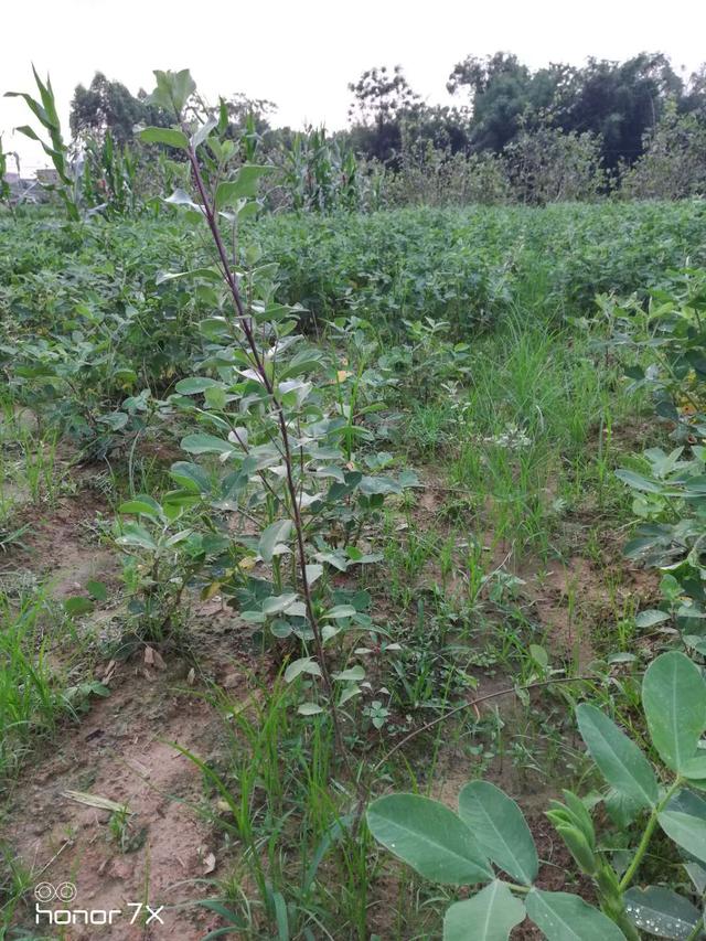我用蔓荆子苗做扶贫，桂平市发展蔓荆子药材种植区