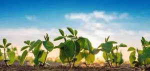 黄豆种植的株距(大豆高产，其实不难播种、施肥、控旺、病虫害防治技术大全)