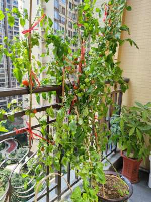 怎样种植蕃茄(家庭种菜之小番茄的“种植方法”，越长越壮实茂盛，果子非常多)
