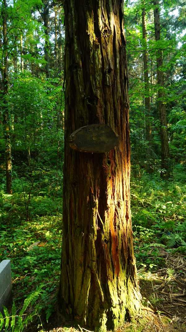 贵州黎平：九棵北美红杉背后的故事