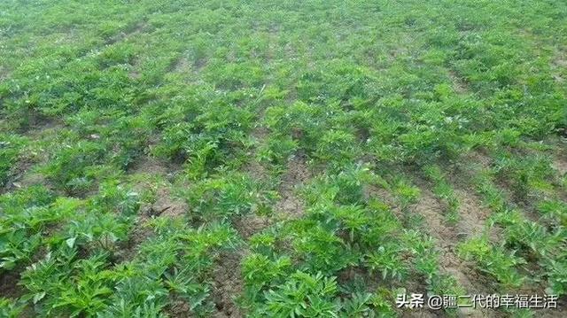 新疆中药材白芷标准化种植技术规程