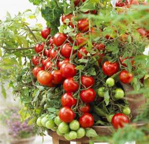 盆栽小番茄种植技术(阳台种小西红柿，5个步骤顺着来，掐心授粉打支架，一棵挂果100个)