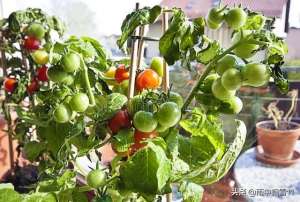 蕃茄秋季种植技术(夏季养护小番茄，做好这5点，挂果结实多，番茄多到吃不完)