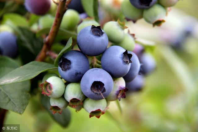 蓝莓如何扦插繁殖？蓝莓绿枝扦插繁殖最新技术