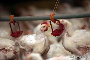 养殖绿蛋鸡(生态鸡怎么养？生态鸡养殖技术)