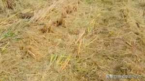 水稻小龙虾的养殖视频(稻田精养小龙虾，收割完水稻后，剩余田间的稻草该如何处理？)
