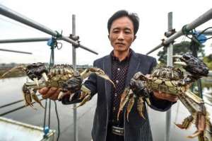 养殖大螃蟹(处理好以下四个因素，你的河蟹不仅规格大，产量也高)