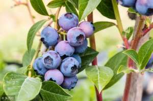 蓝莓苔藓苗种植(蓝莓如何扦插繁殖？蓝莓绿枝扦插繁殖最新技术)