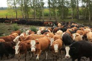 养殖肉牛效益分析(养