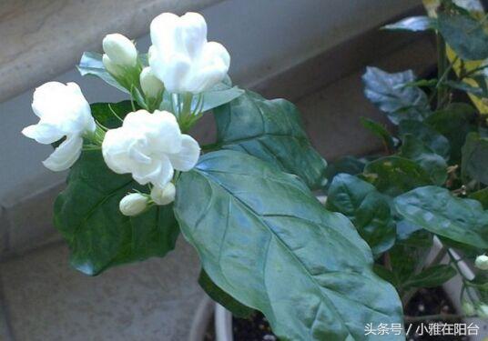 家里养茉莉花，两个种植小秘诀，花儿开满枝、叶子油绿发光