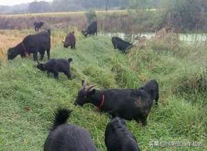 养殖业黑山羊(黑山羊养殖，懂得它们的喜好，合理饲喂，可为农户增收)