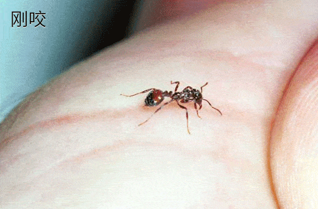 我国本土这种黑蚂蚁，单挑完克红火蚁，为何不大量养殖抑制蚁害？