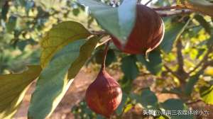 无花果种植最多的品种(湖南有个农民种出了特大无花果，两个就有一斤多)