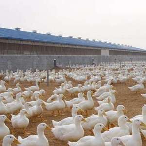 北方蛋鸭养殖技术(让