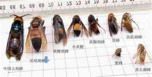 黑尾虎头蜂养殖(这7种