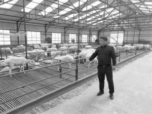 江苏湖羊养殖(科特派“羊倌”的新品种 带东北乡亲们发了“羊财”)