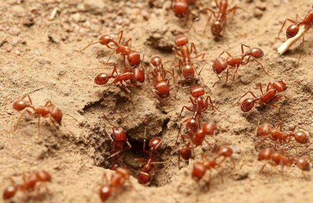 我国本土这种黑蚂蚁，单挑完克红火蚁，为何不大量养殖抑制蚁害？