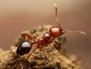 黑蚂蚁的养殖(我国本土这种黑蚂蚁，单挑完克红火蚁，为何不大量养殖抑制蚁害？)