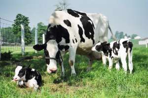 奶牛养殖标准(奶牛产
