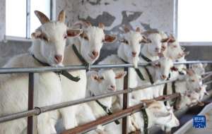 海门白山羊养殖基地(江苏海门：山羊产业助增收)