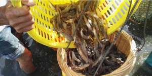 海虾养殖场(湛江徐闻：小塘养大虾走俏，去年有养人获利500万元，石斑鱼和白鱼养殖风生水起)
