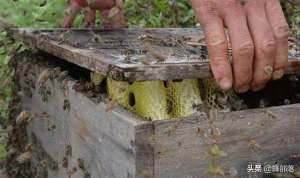 蜜蜂活框养殖(大量养