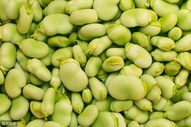 种植蚕豆，一定要搞懂这些知识，这对后期产量质量影响很大