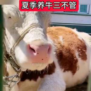 肉牛养殖视频(#每天分享牛羊养殖小知识)