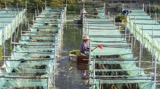 黄鳝养殖新模式，葡萄架下生态立体养殖，实现循环种养双收益
