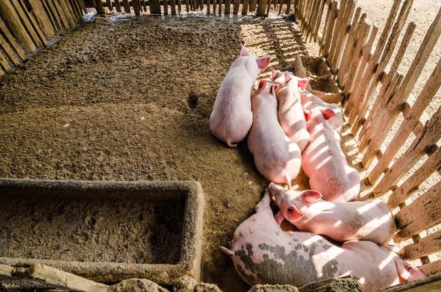 环保养殖，健康食品——四川猪业生态养殖
