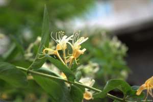四季金银花怎么种植(金银花的养殖方法和注意事项有哪些)