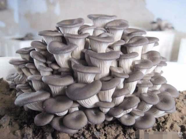 家里盆栽“蘑菇”，隔几天收一茬，连着吃一年！